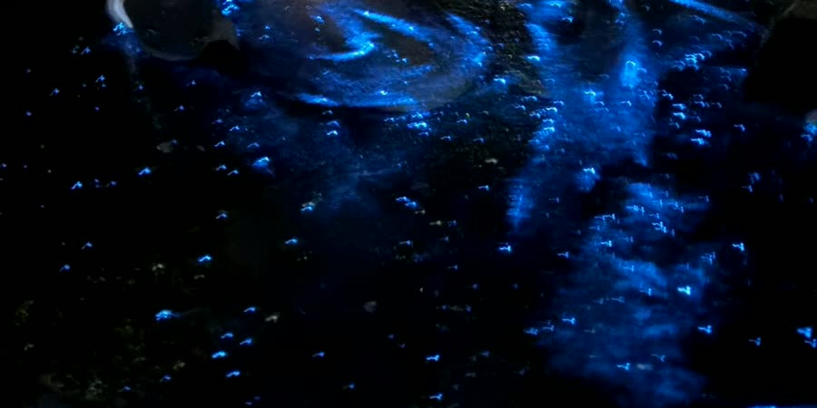 夜の磯で青く光るウミホタル